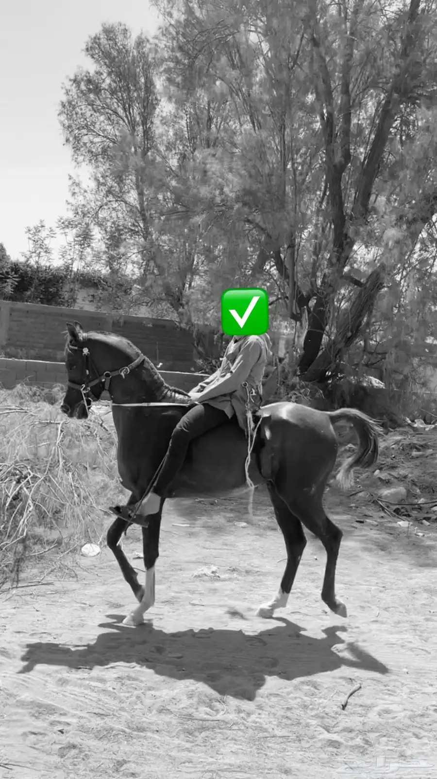 حصان واهو 3