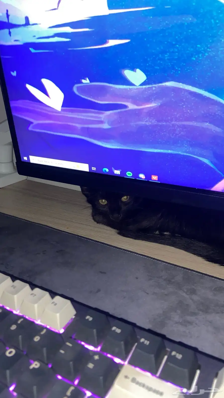 قطوه سودا للتبني 0