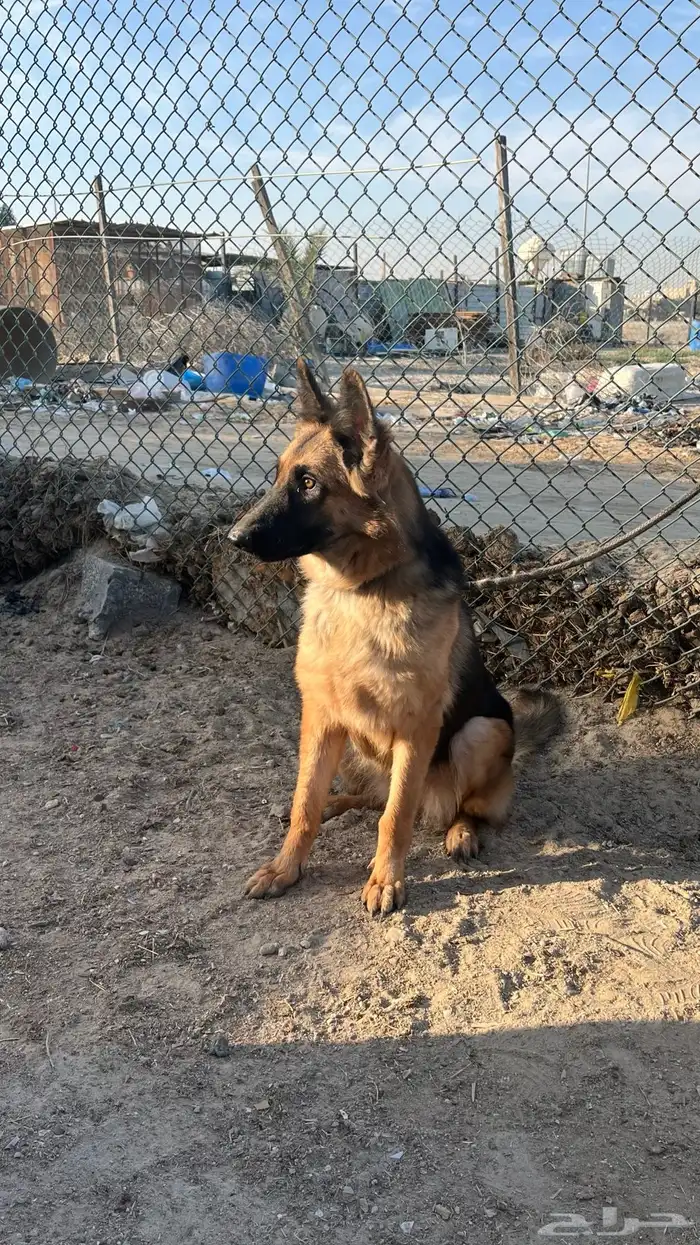 للبيع انثى جيرمن شيبرد ورك لاين 2