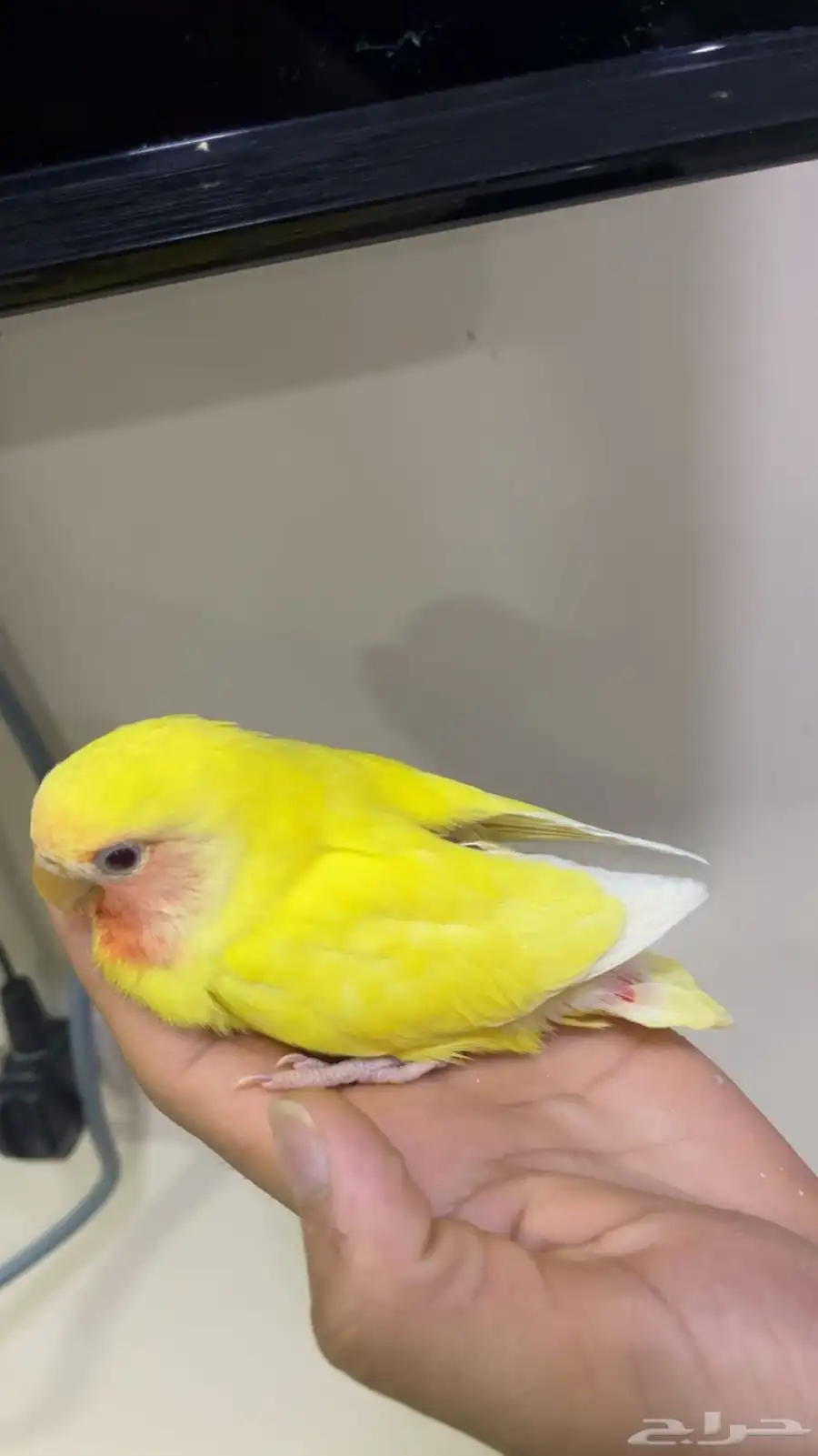 للبيع فروخ روز 3