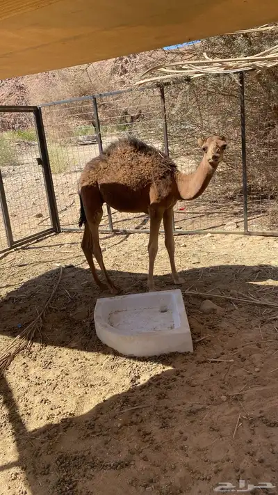 قعود 0