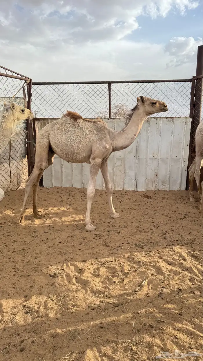 حشوان على حليب اماتها 5