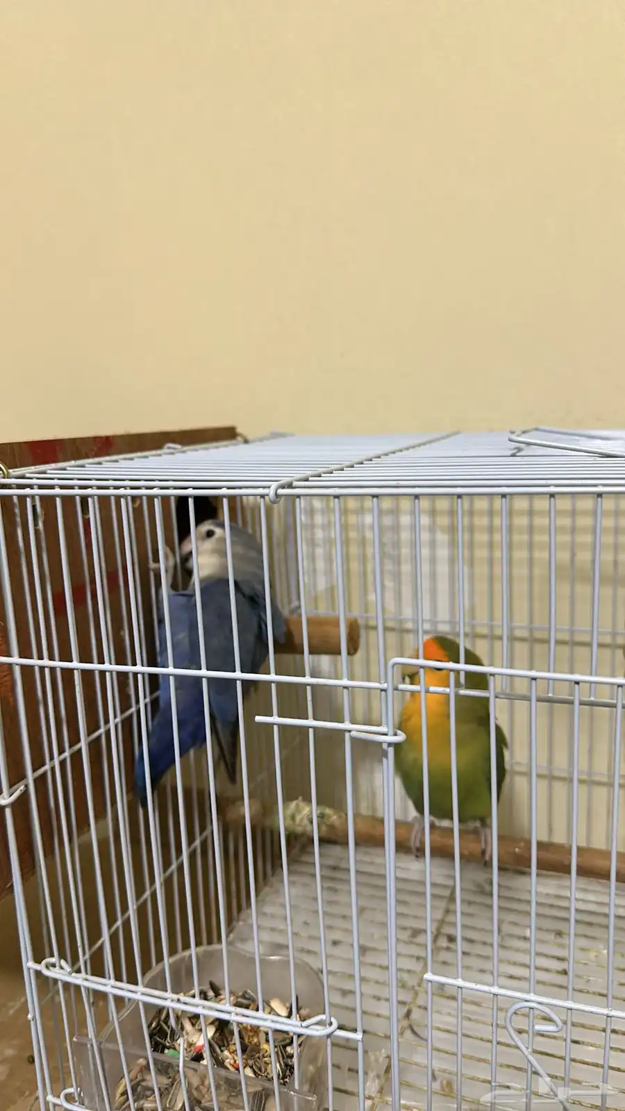 زوج طيور روز 1