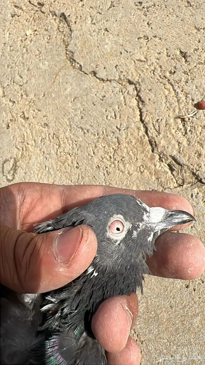 ذكر حمام باكستاني 3