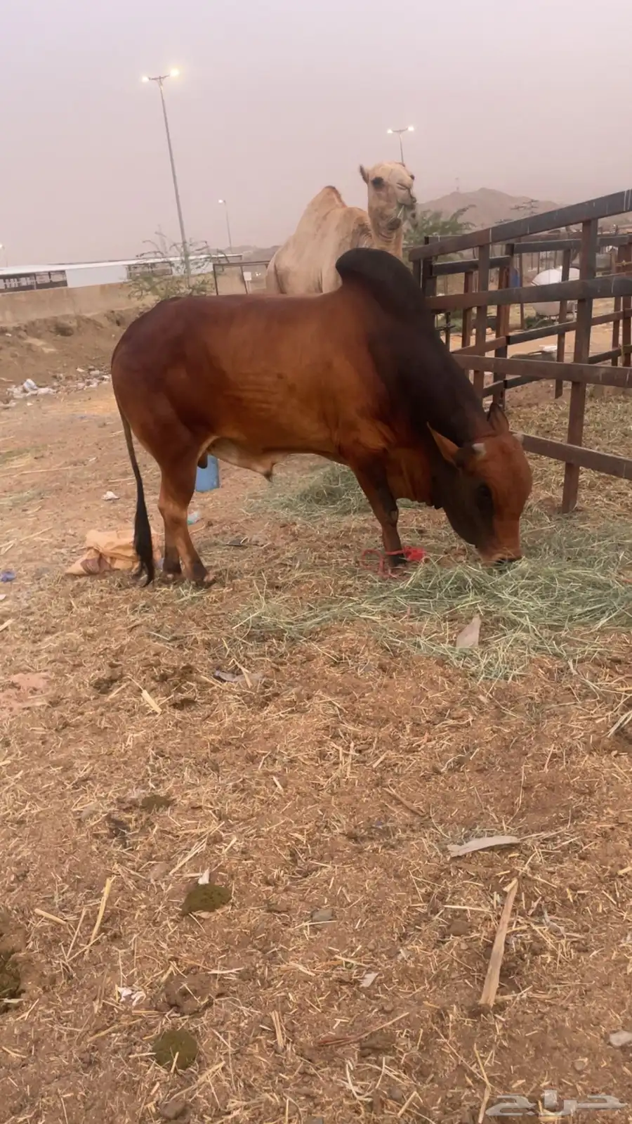 ثور ادهم 3