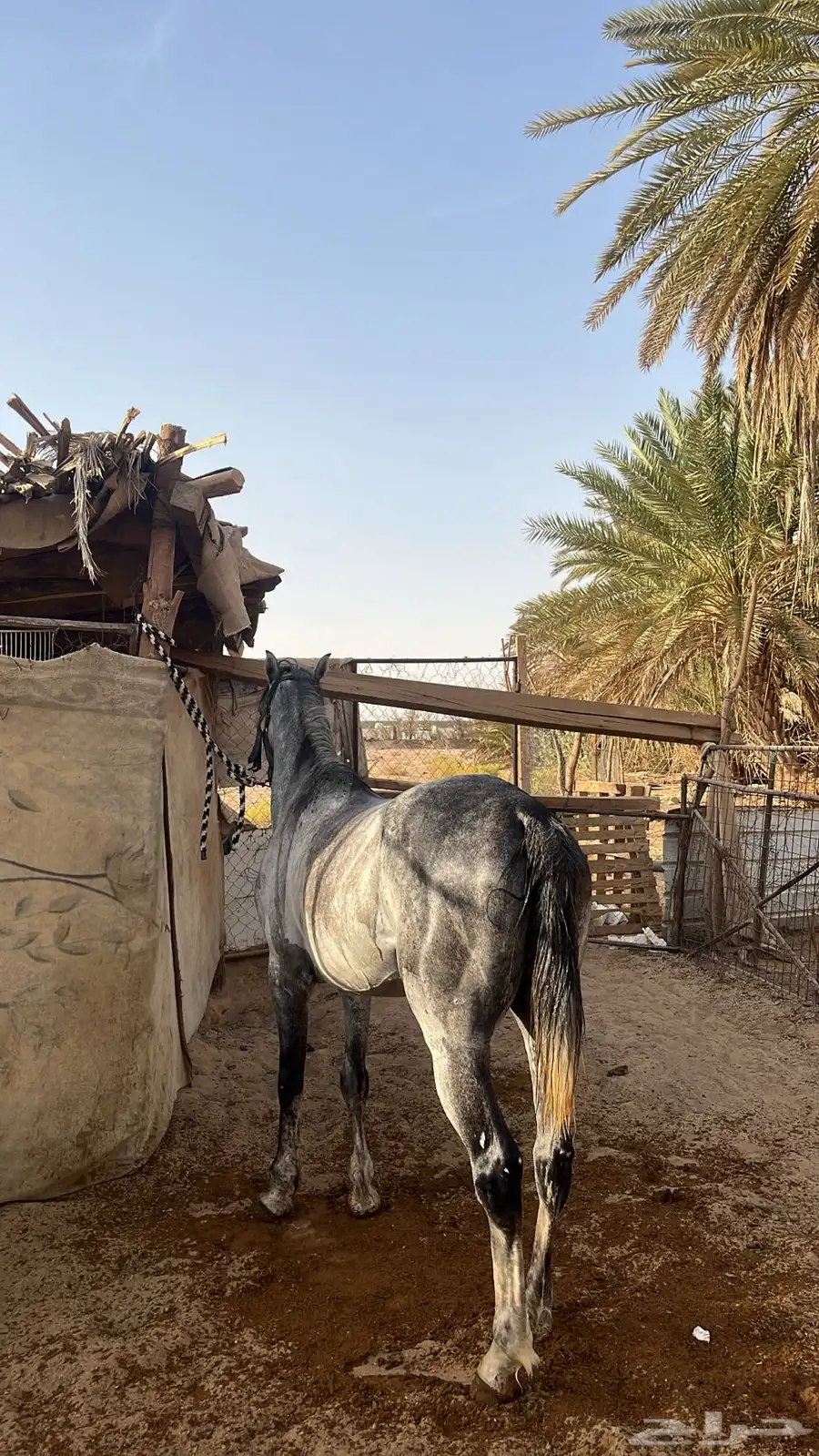 حصان شعبي 1