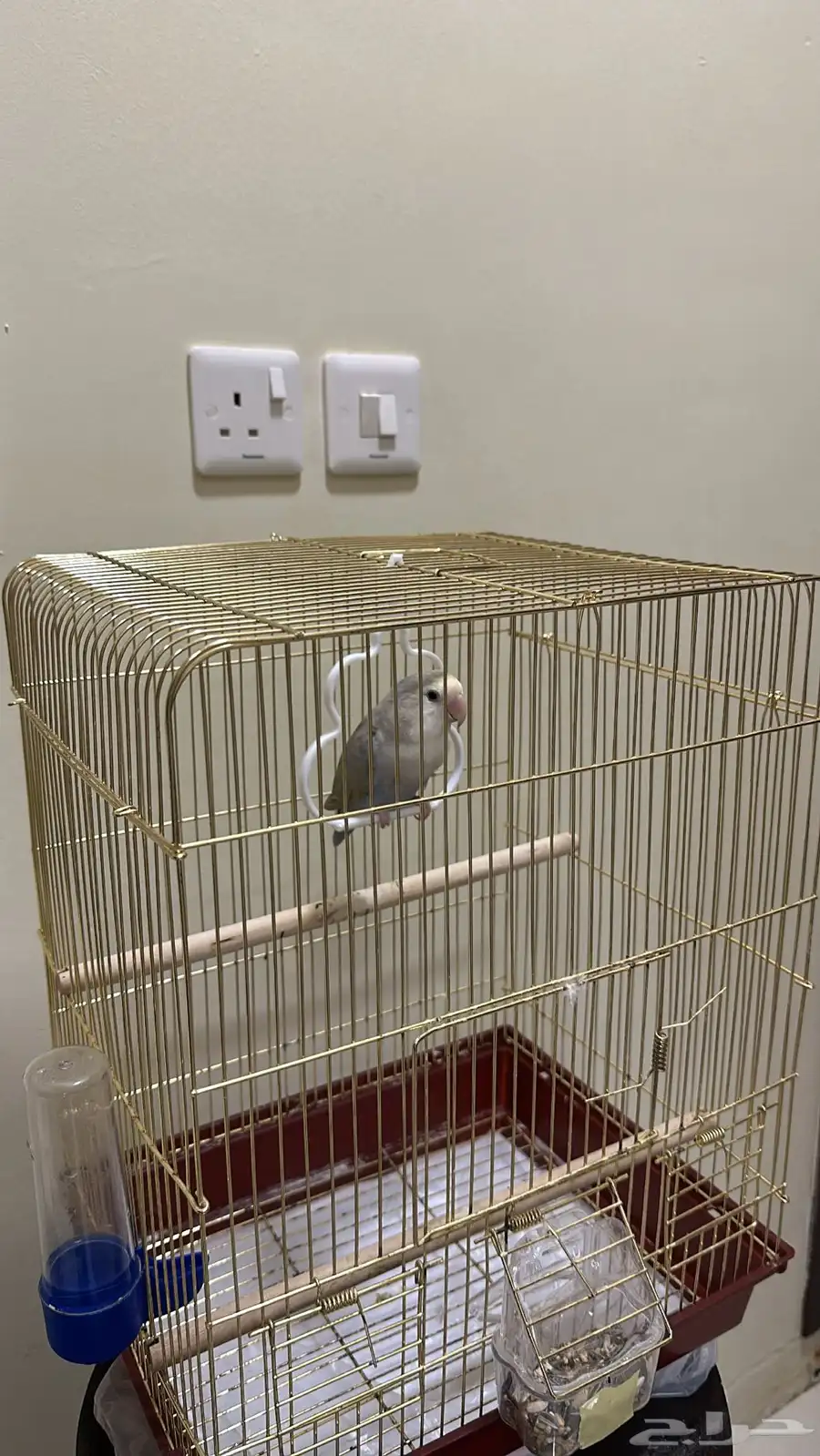 أنثى روز 2