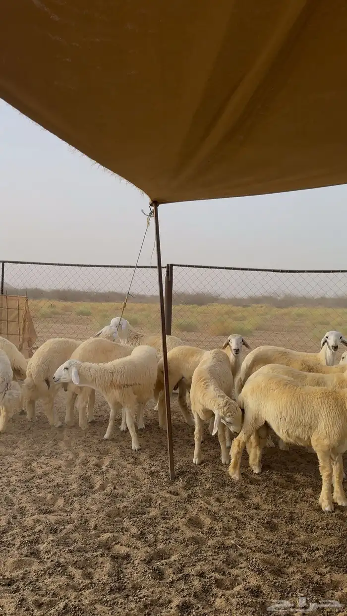 طليان حرية ذبائح 60 راس للبيع 4