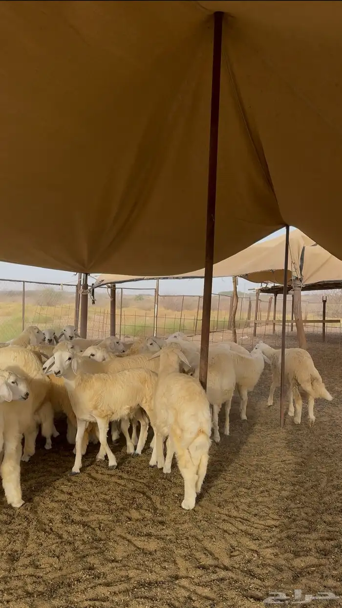 طليان حرية ذبائح 60 راس للبيع 6