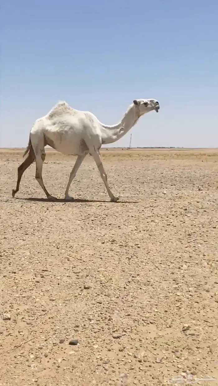 للبيع لقحه ثنيه رماني على جميع الشروط اسوم 16 0