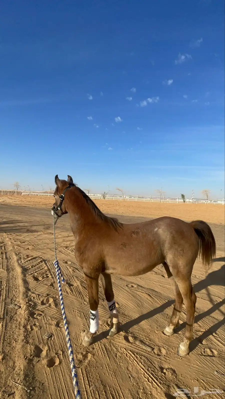مهر شعبي 1
