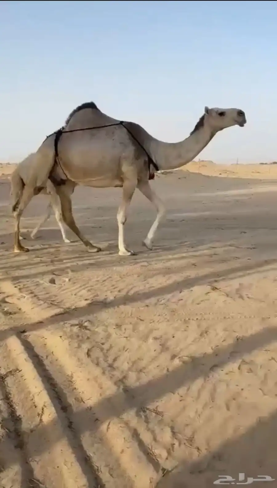 خلفه شقحا كفو وطيبه تحتها قعود شبب وهديه وانتاجها طيب 4