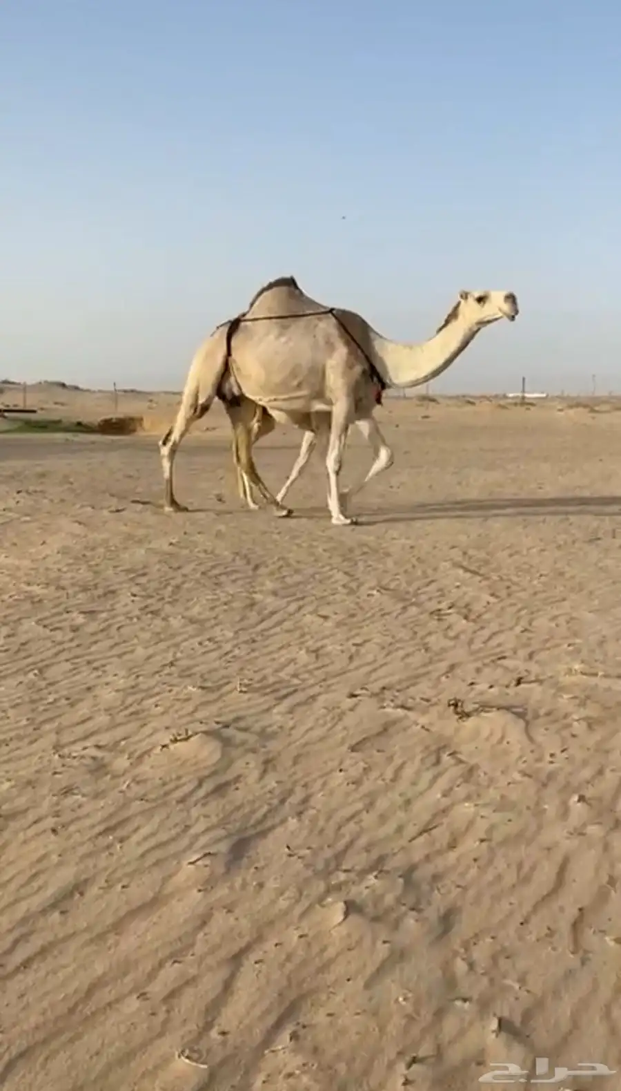 خلفه شقحا كفو وطيبه تحتها قعود شبب وهديه وانتاجها طيب 0