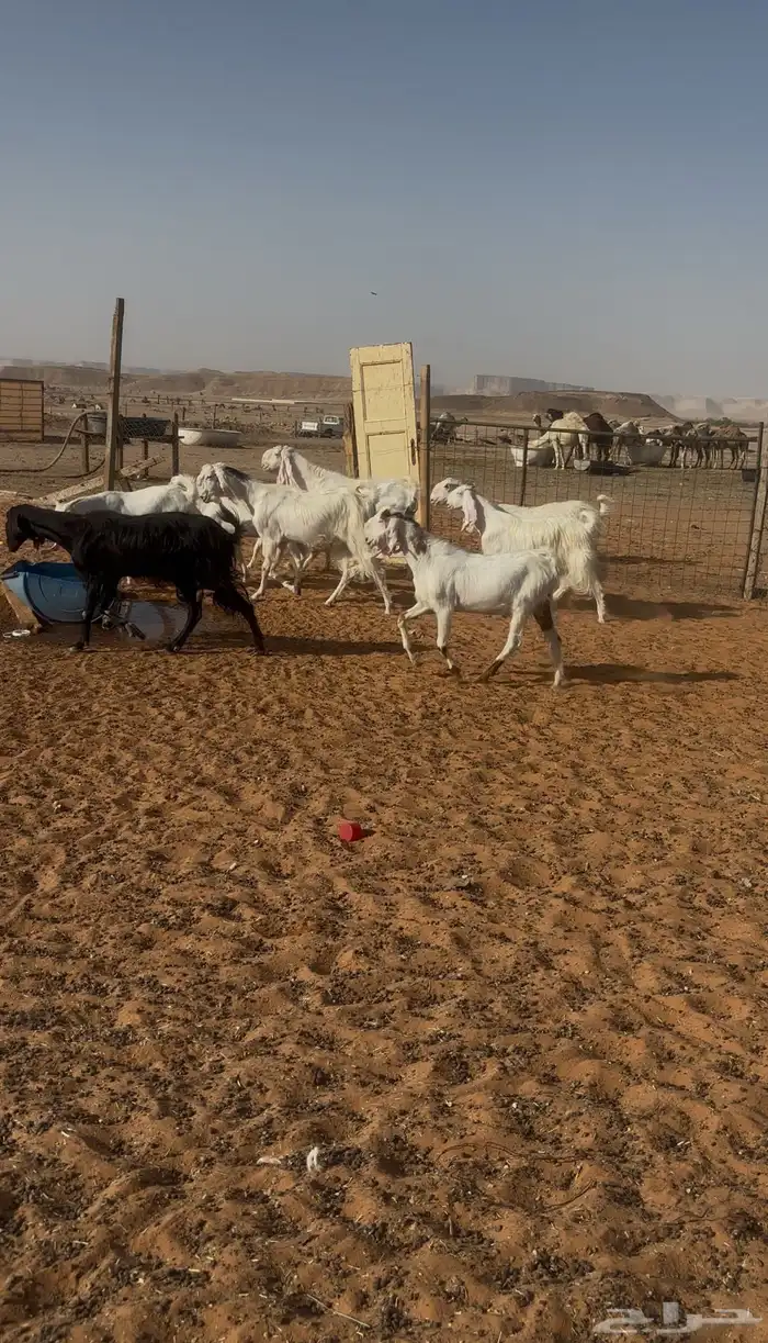 معزاء صغار سن مراح عددها9 1