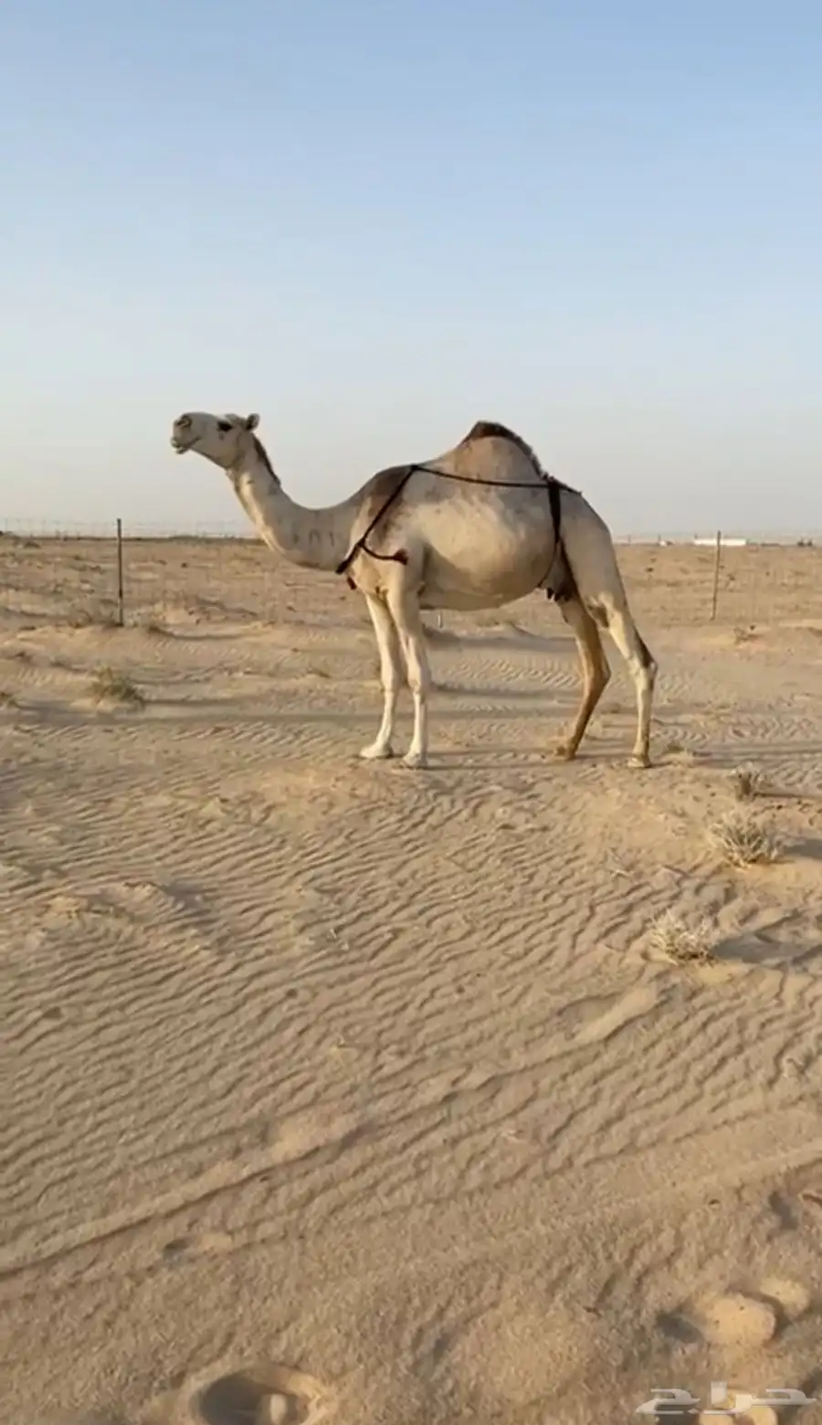 خلفه شقحا كفو وطيبه تحتها قعود شبب وهديه وانتاجها طيب 1