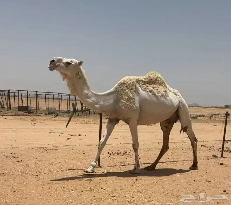 عشرا طيبه 4