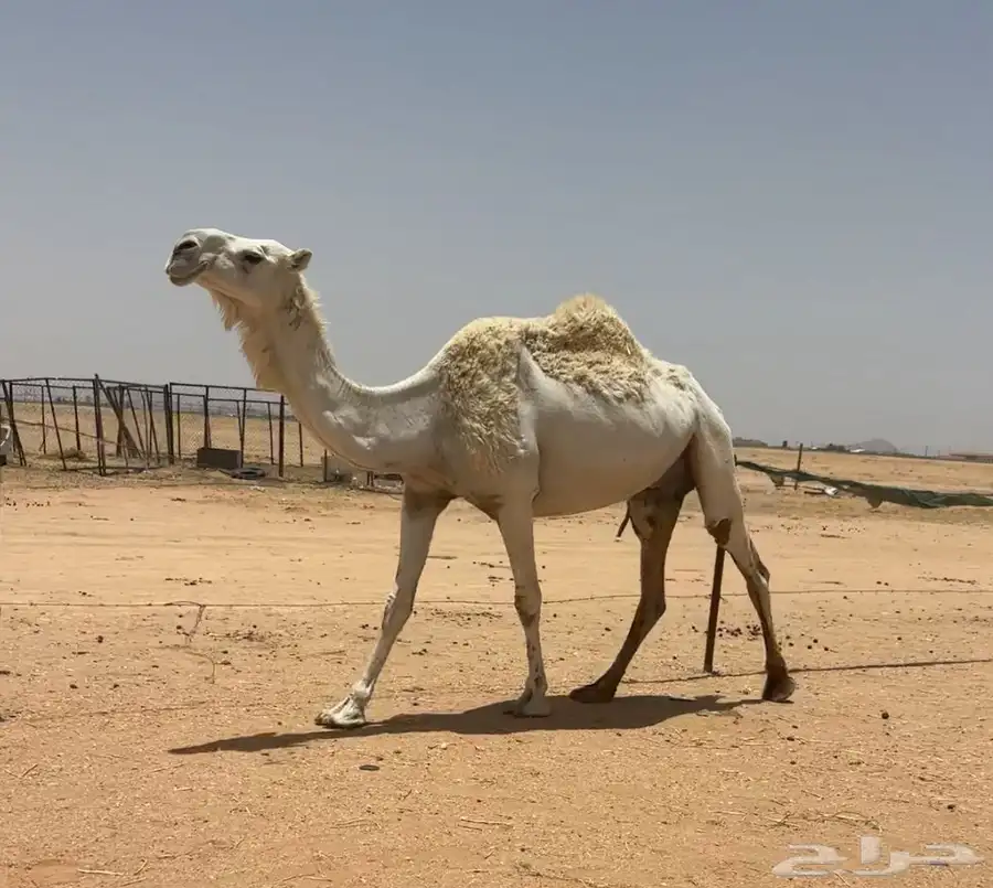 عشرا طيبه 0