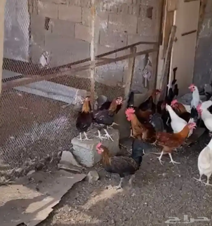 ديوك بلدي نظيفه و سليمه من الأمراض 2