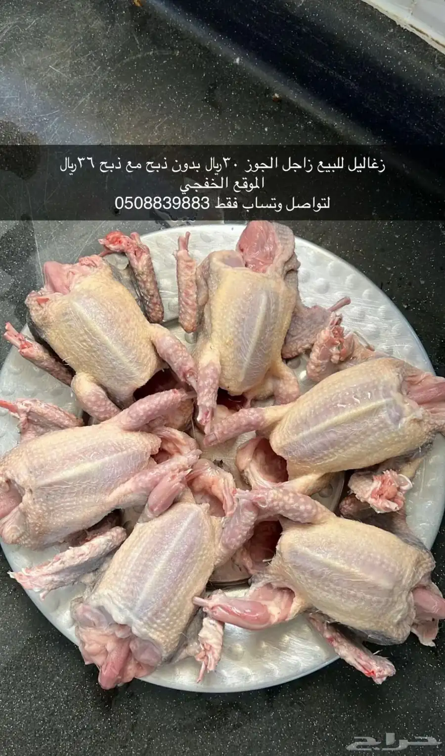 حمام زغاليل اكل 0