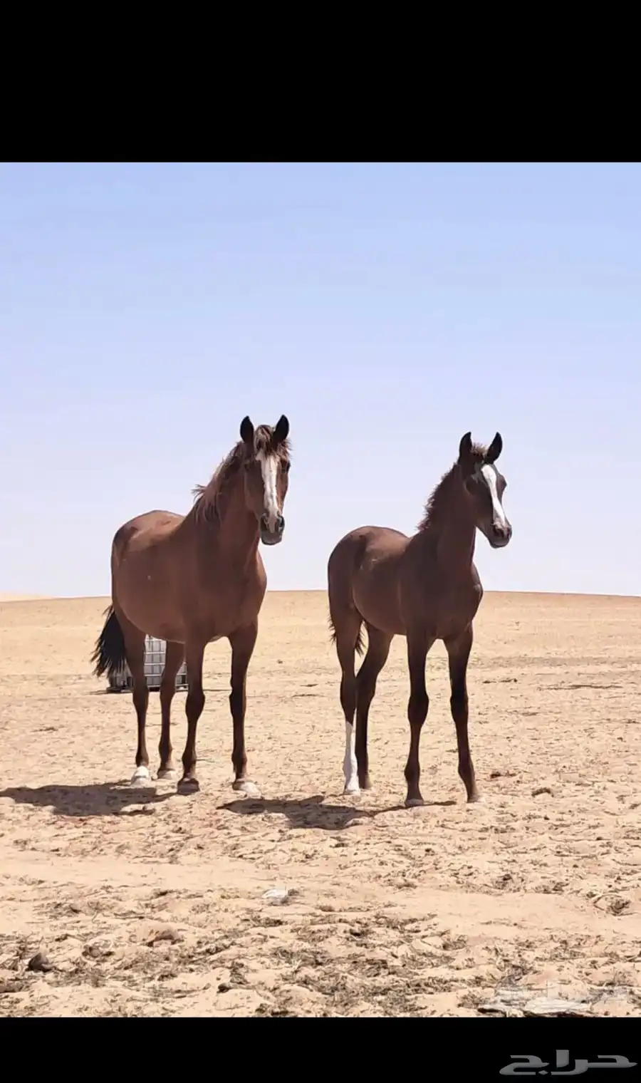 البيع مهر عربي مع البل 0