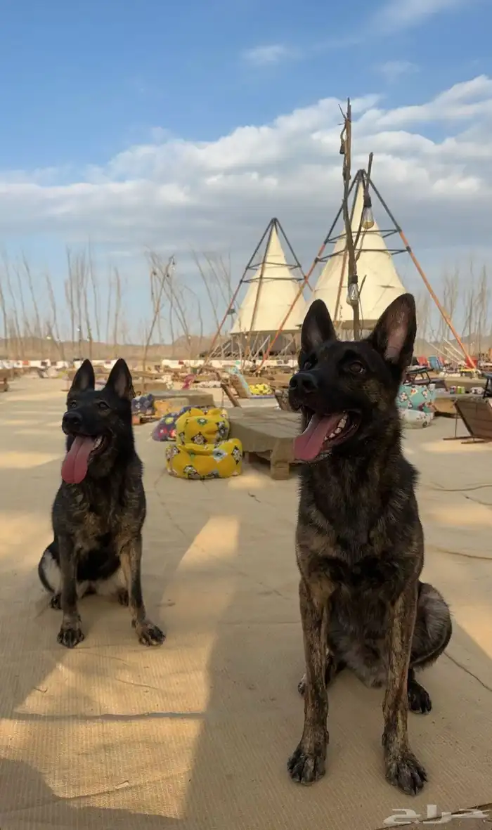 خدماتنا الاحترافية لتدريب الكلاب الصغيره والكبيرة والفندقة 0