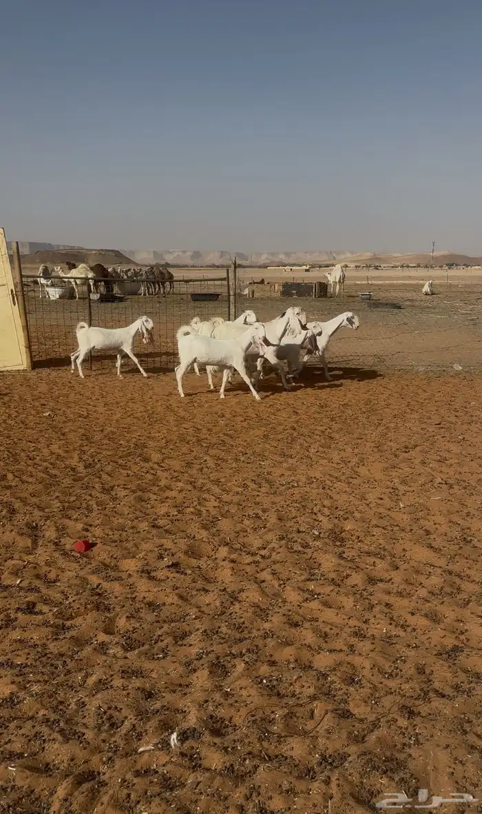 معزاء صغار سن مراح عددها9 0