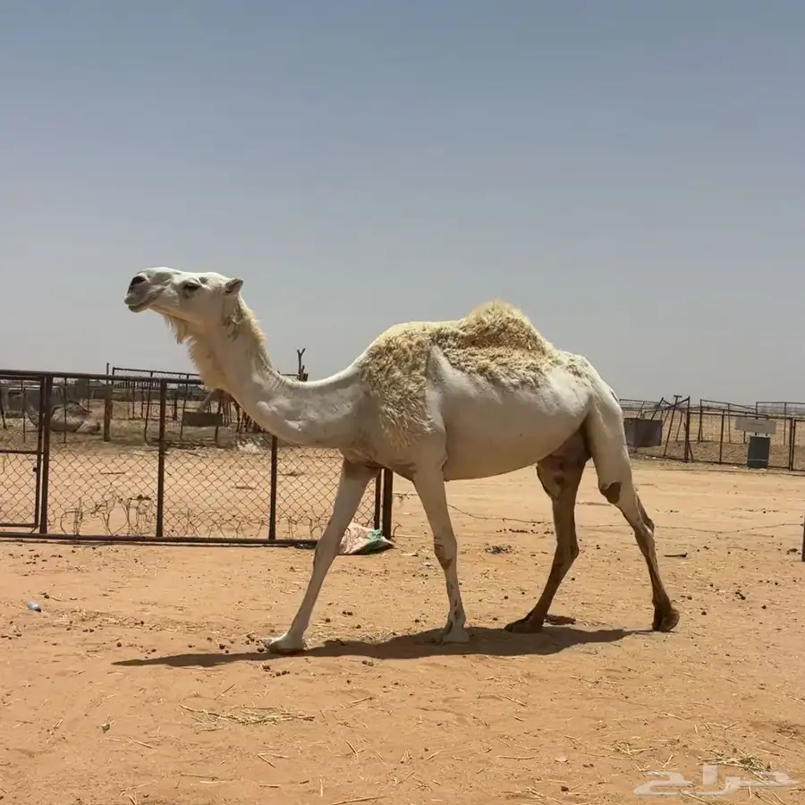 عشرا طيبه 3