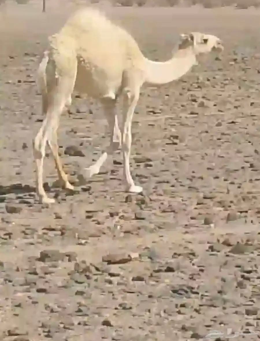 حاشي لباني ارباع واثمان 6