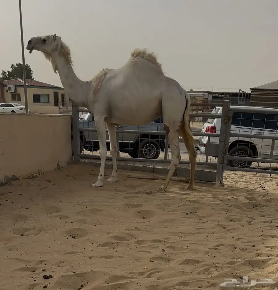 لقحه 1