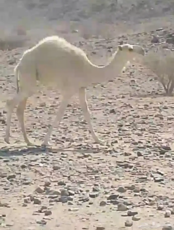 حاشي لباني ارباع واثمان 0