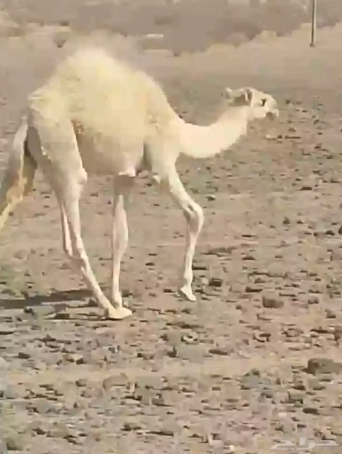 حاشي لباني ارباع واثمان 7