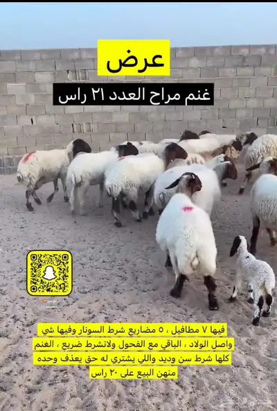 غنم مراح 2