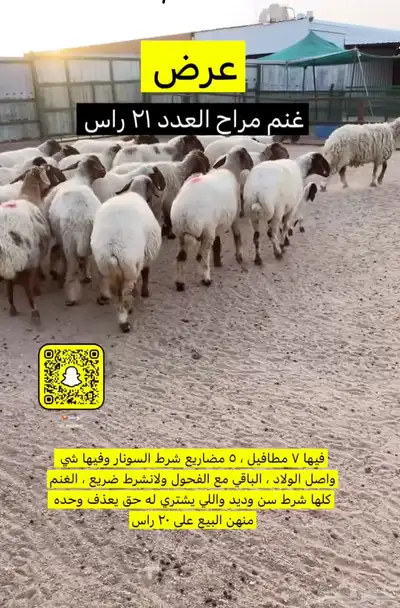 غنم مراح 0