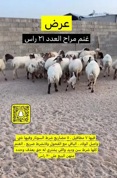 غنم مراح 1
