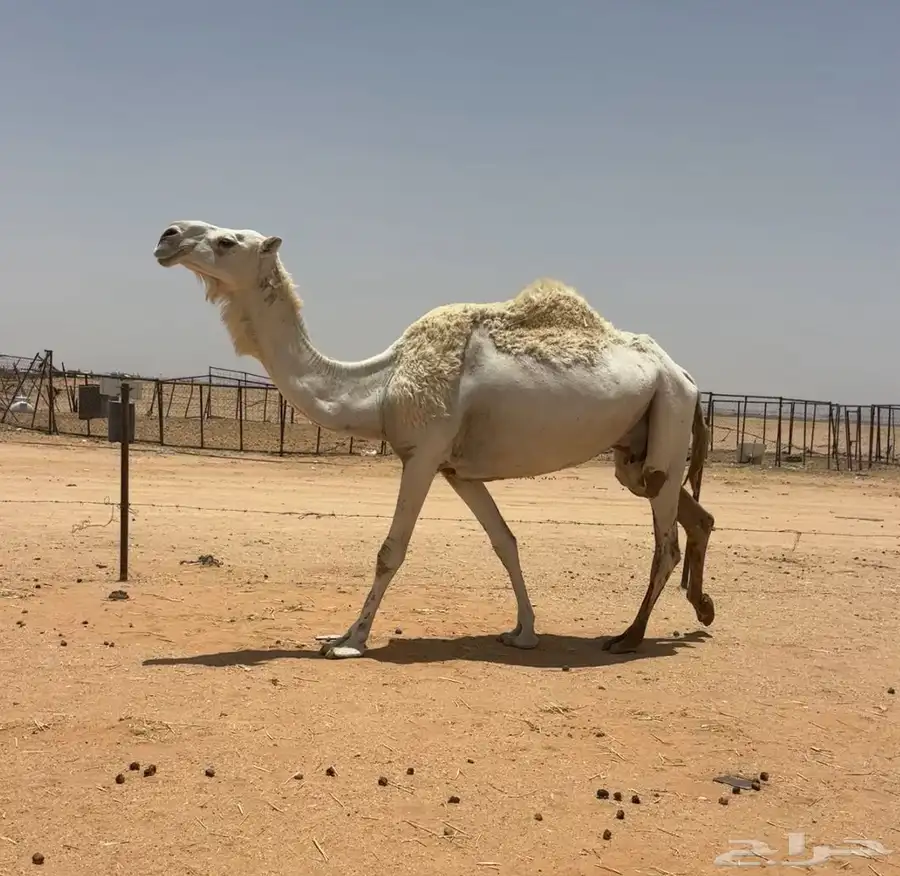 عشرا طيبه 1