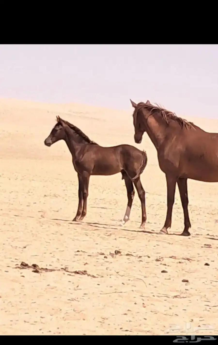 البيع مهر عربي مع البل 2