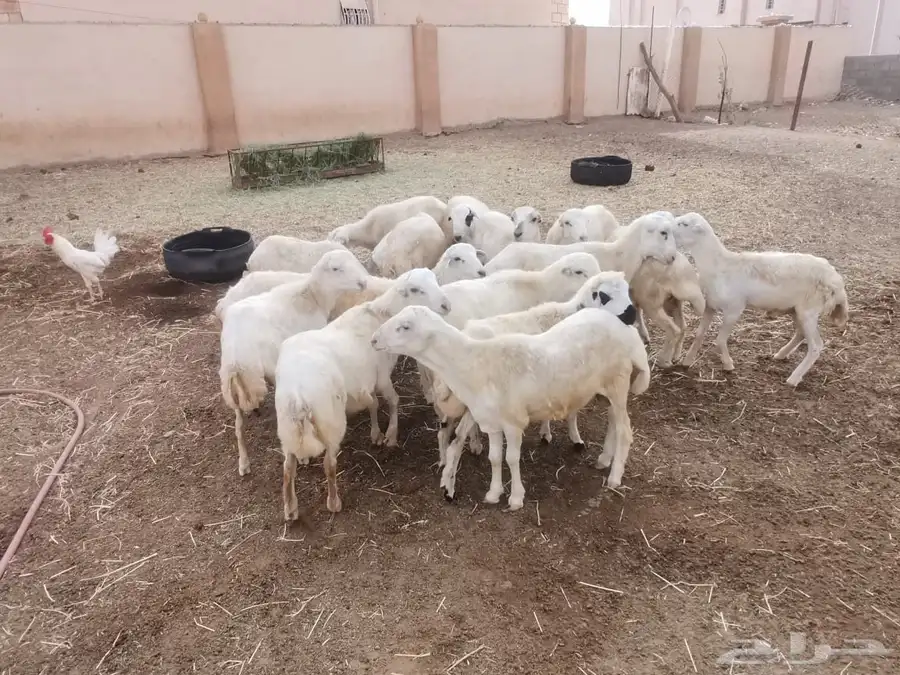 فران بلدي للبيع 1