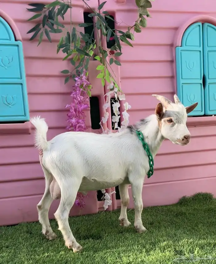 ماعز قزم 9