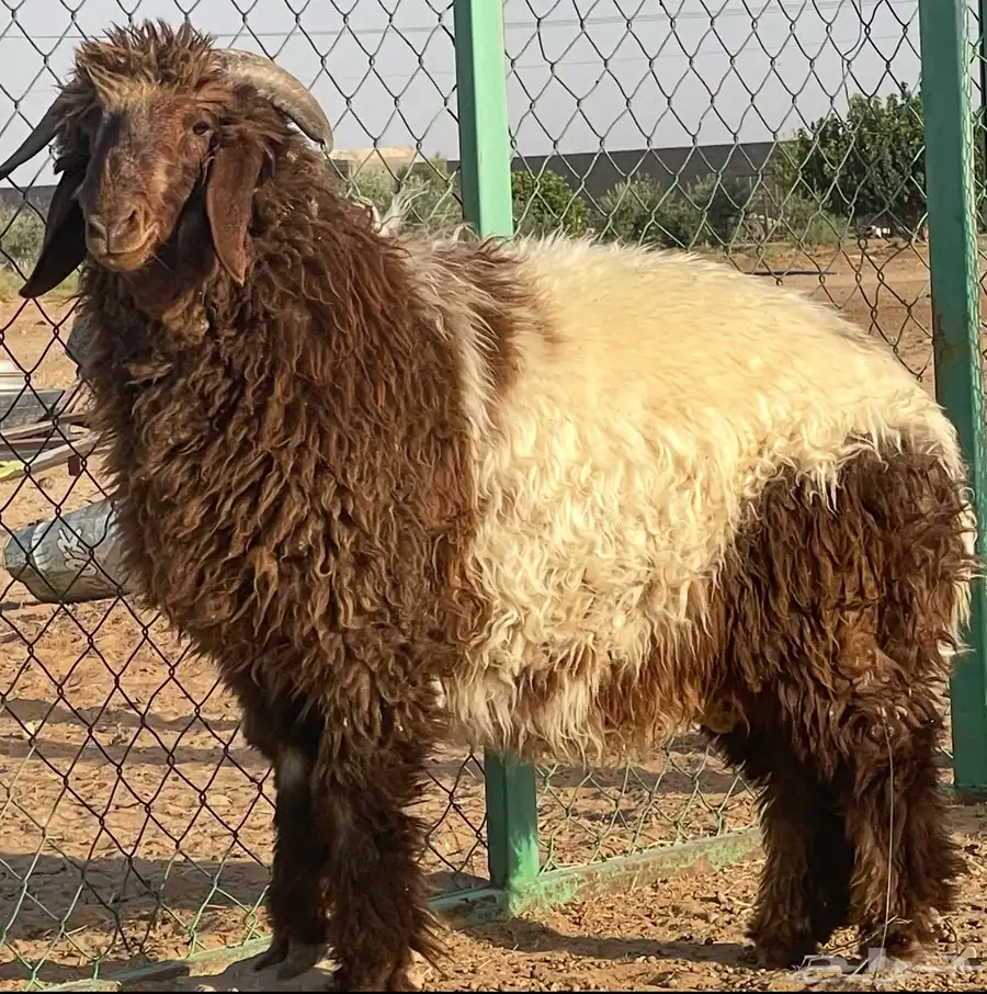 (مشروع فحل نعيمي. ) فاخر 7