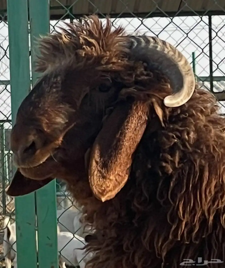 (مشروع فحل نعيمي. ) فاخر 1