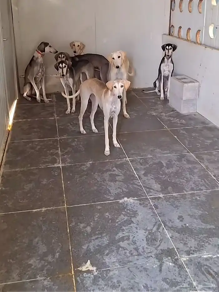 سلوقي سلقه 0