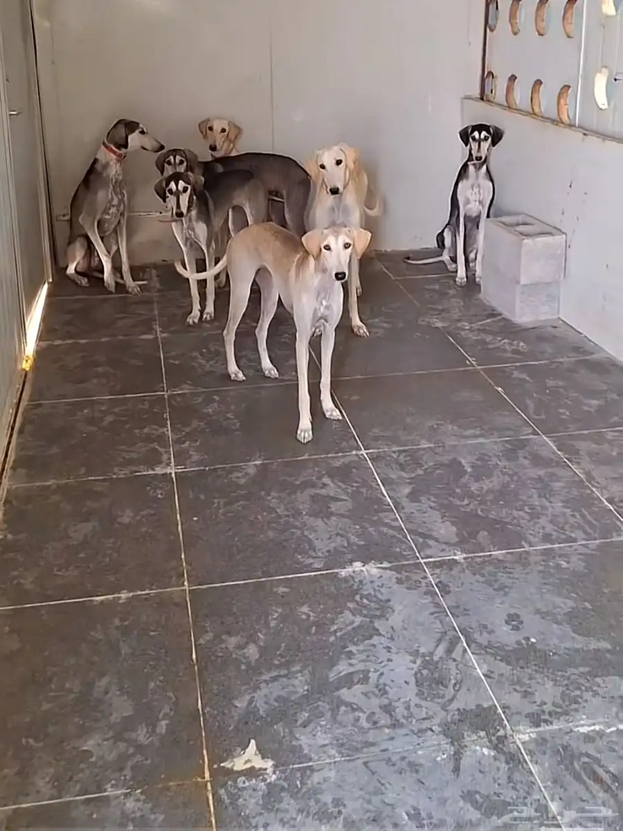 سلوقي سلقه 0