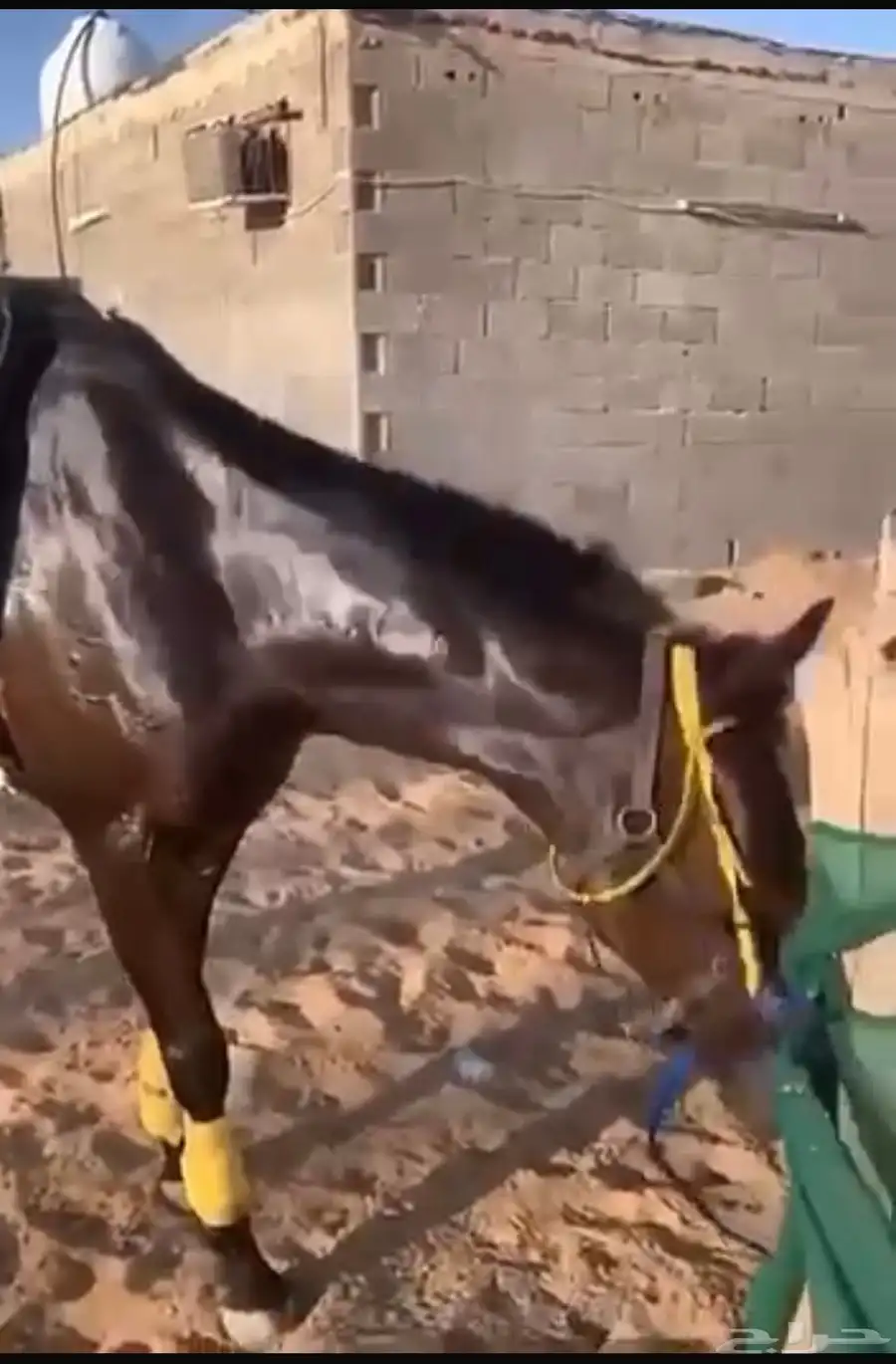 خيل انقليزي 0