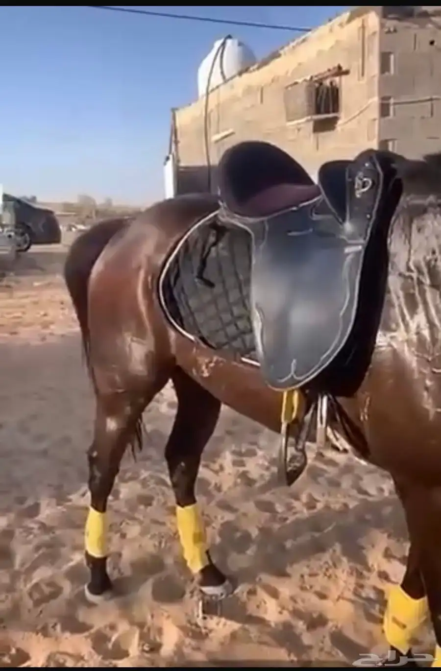 خيل انقليزي 3