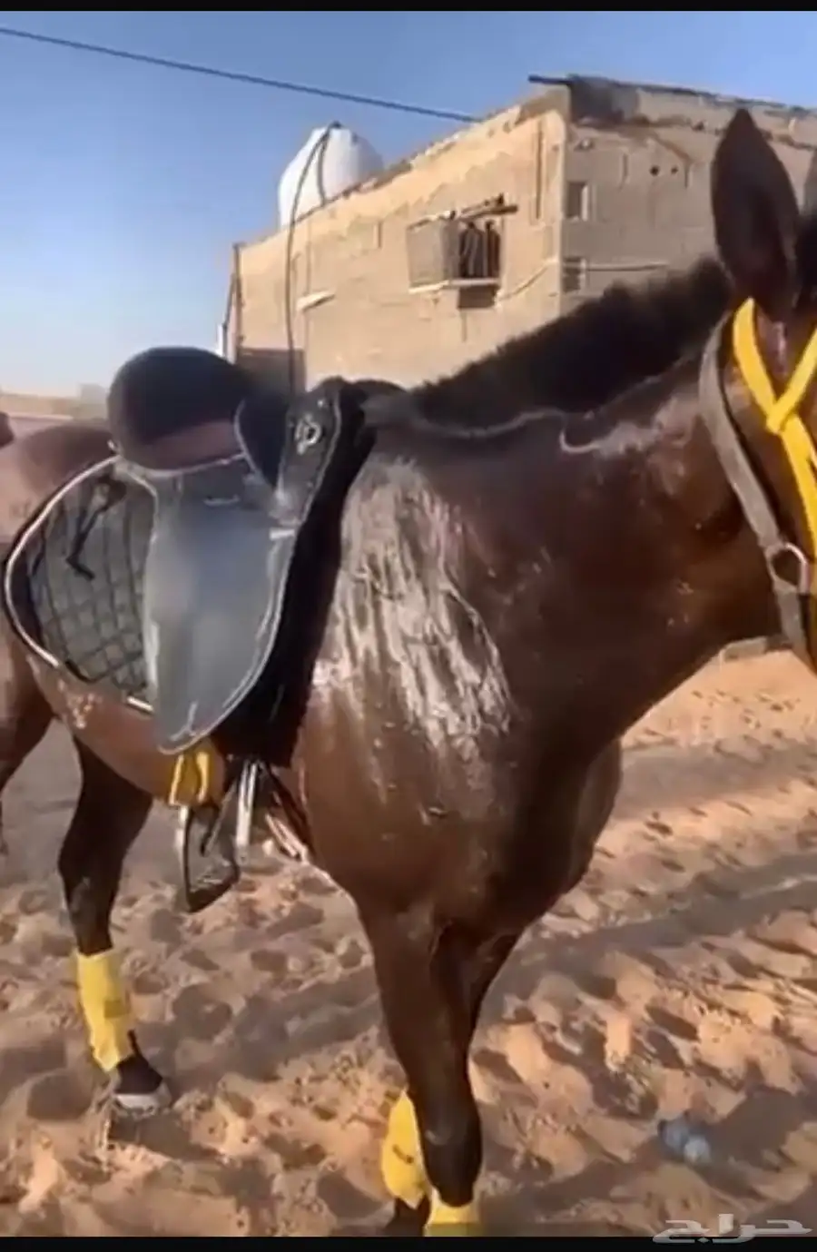 خيل انقليزي 2