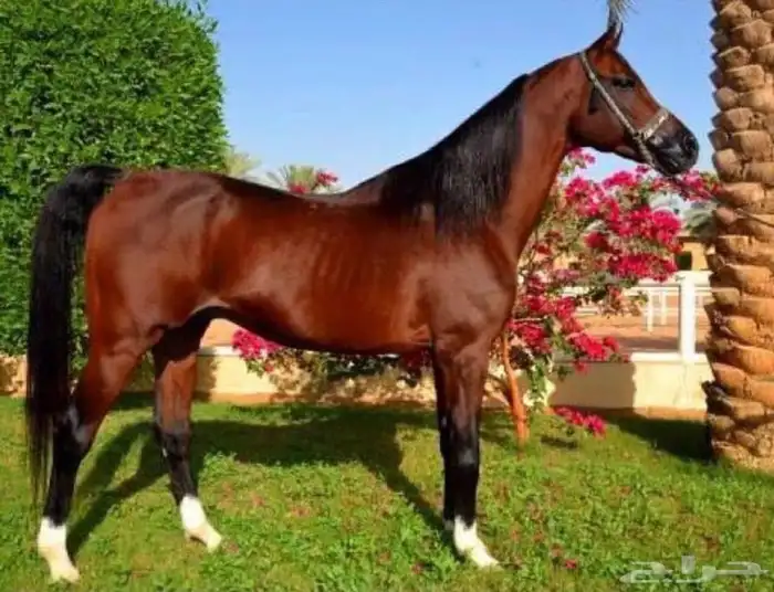 مهر عربي رفيع ورق 10