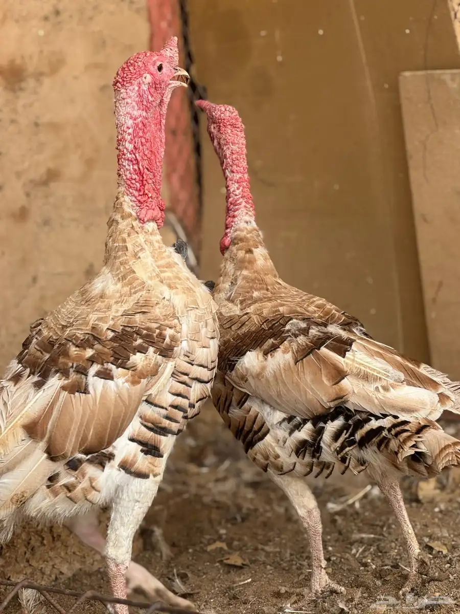 للبيع دجاج و ديك وديوك رومي - رومية 1