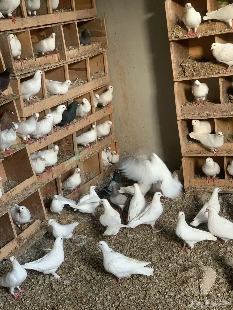 حمام لاحم فرنسي بيعه سريعة 3