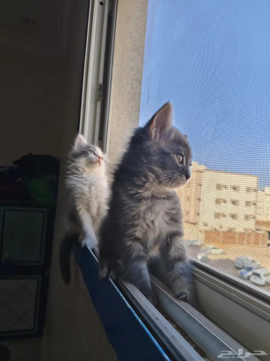 قطة شهرين ونصف 2