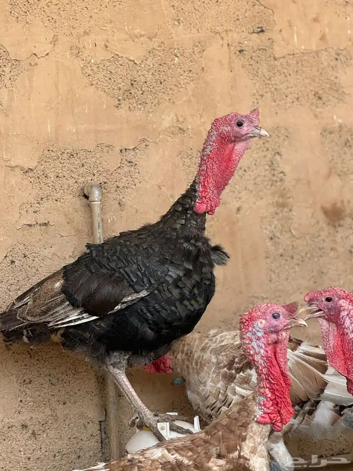 للبيع دجاج و ديك وديوك رومي - رومية 0